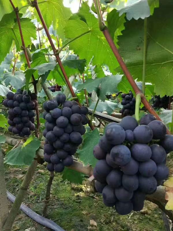夏黑葡萄