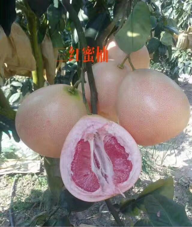 红心柚