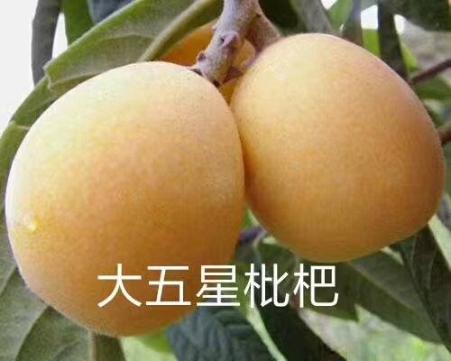 大五星枇杷