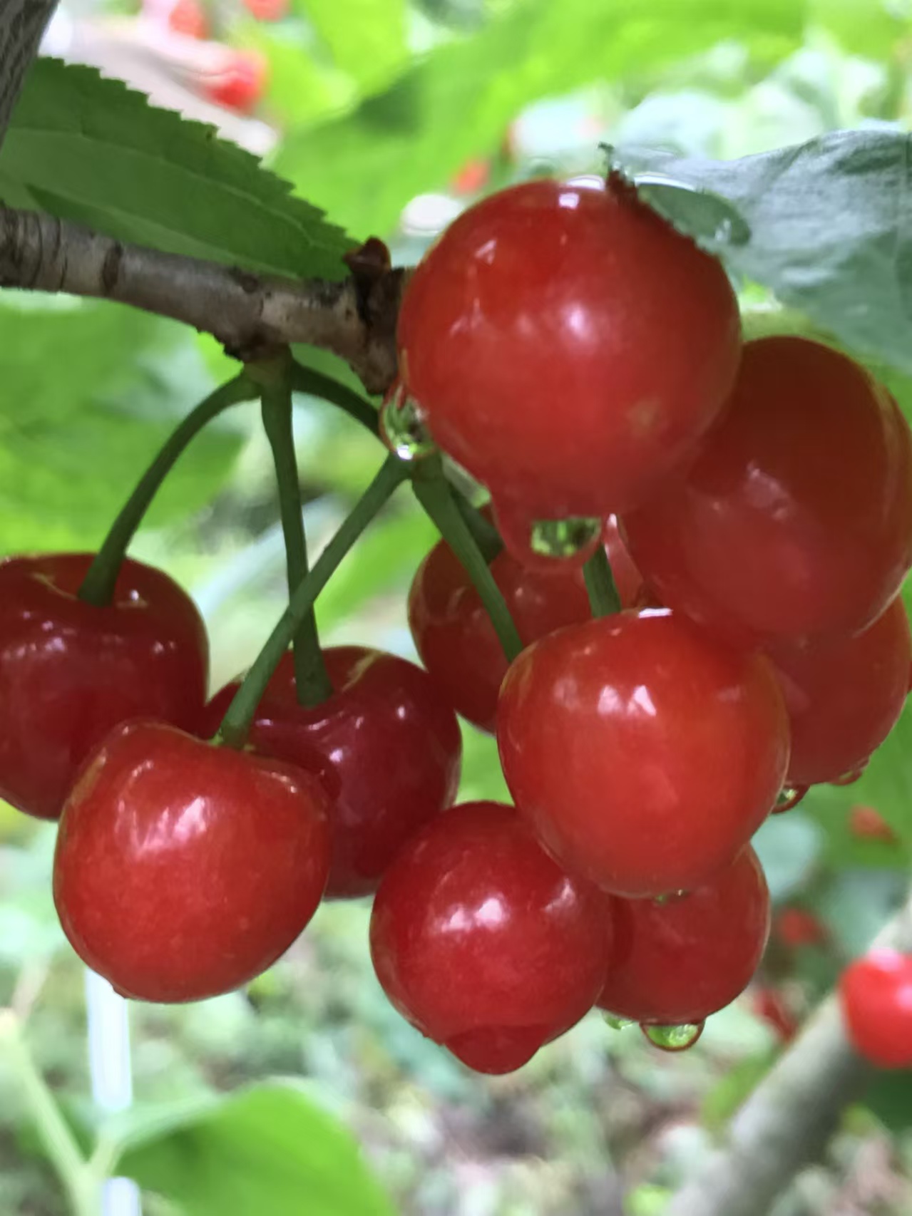 黑珍珠樱桃