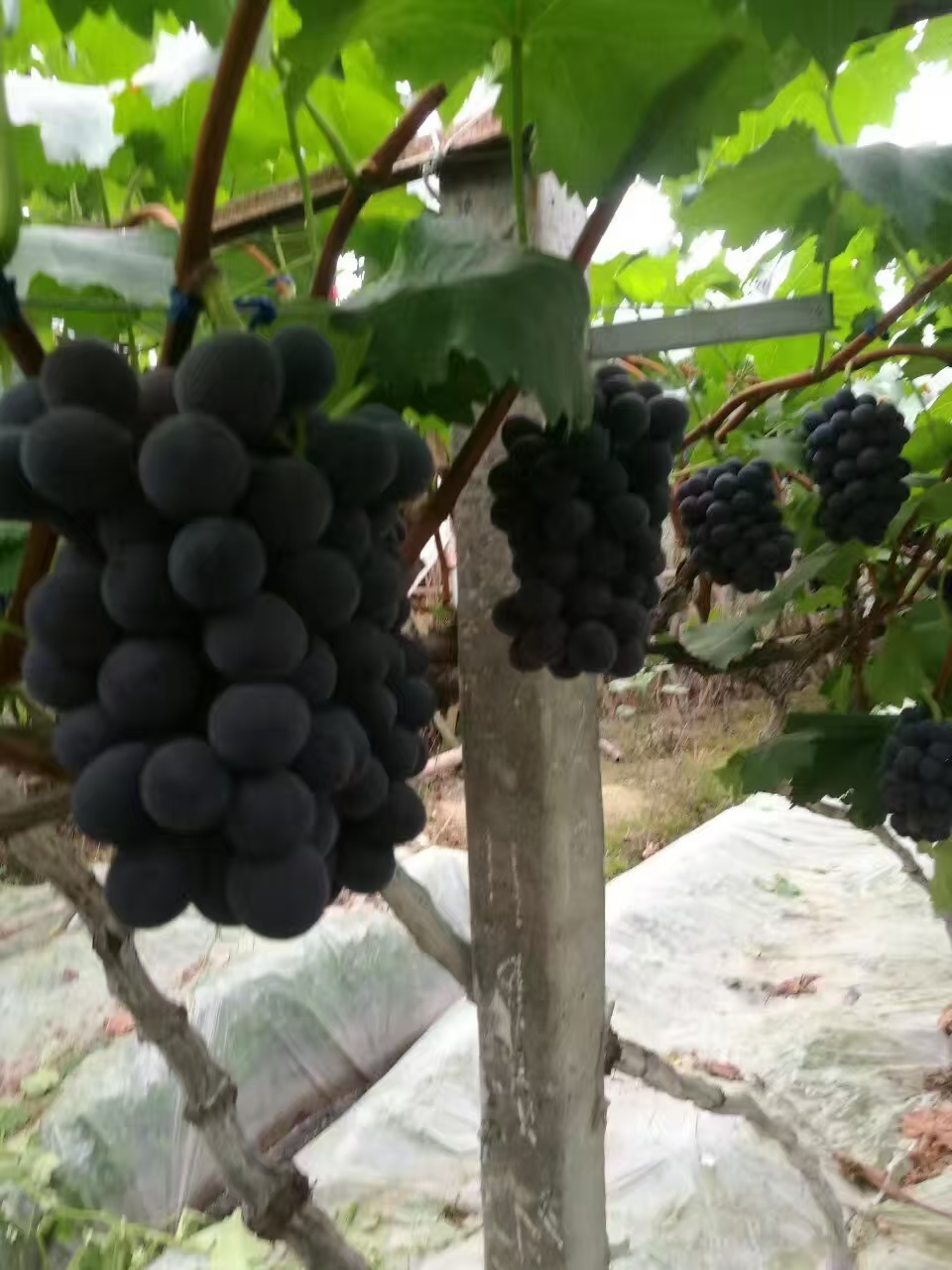巨峰葡萄